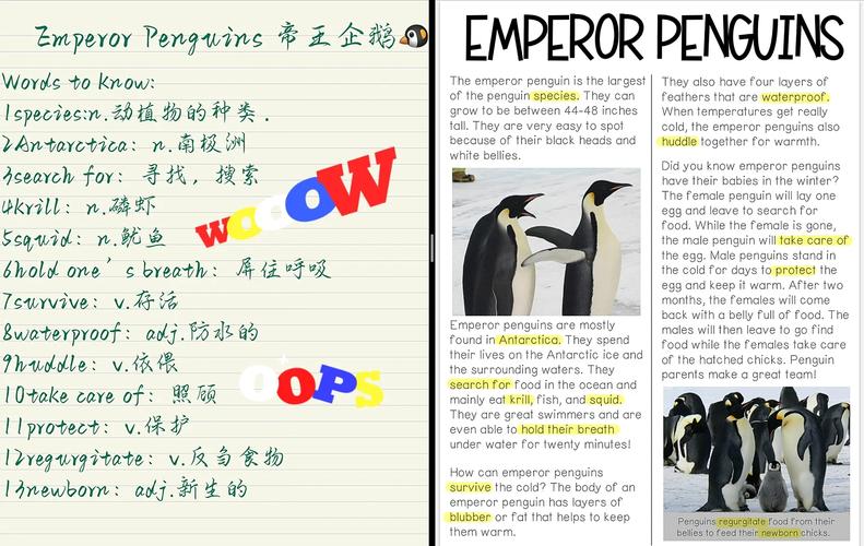penguin/penguins 英语怎么读